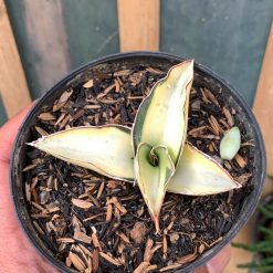 Alternative view of 1037. Sansevieria Robusta Dwarf White Variegated