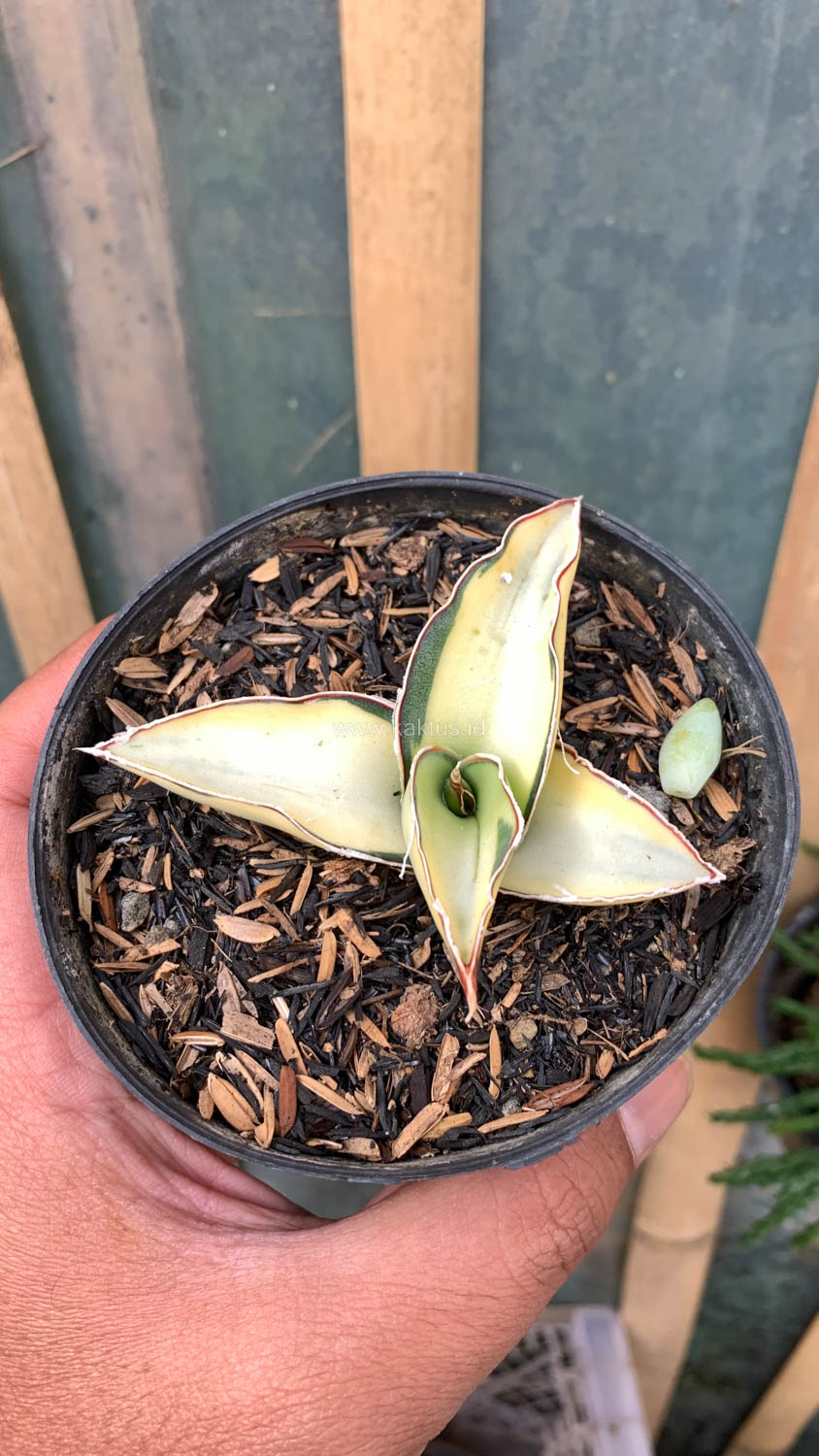 1037. Sansevieria Robusta Dwarf White Variegated - Image 2