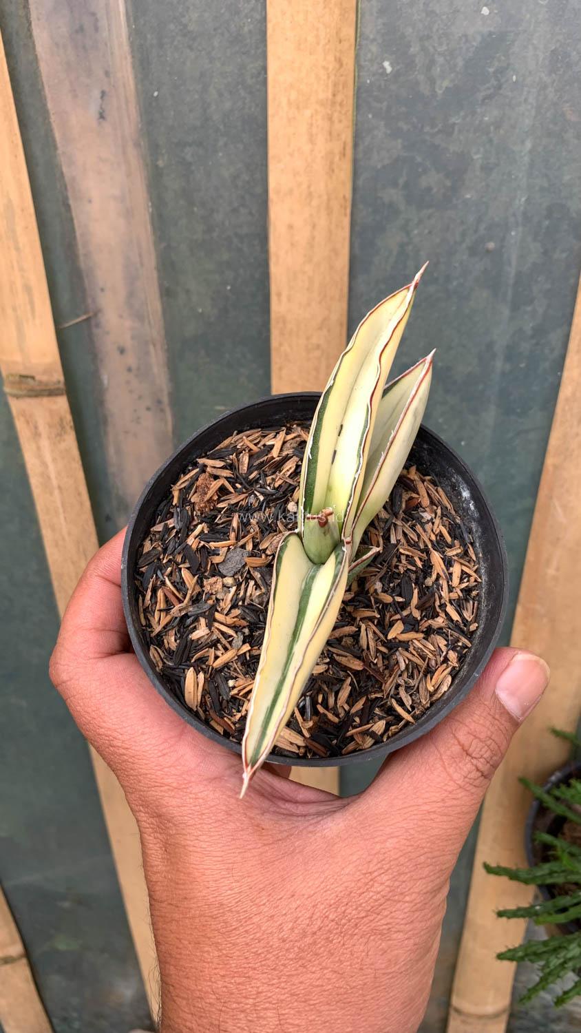 1037. Sansevieria Robusta Dwarf White Variegated - Image 3