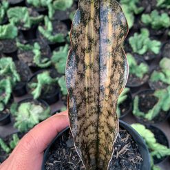 Alternative view of 1038. Sansevieria Kirkii Variegated Pulchra Metalic Silver 1 Leaf