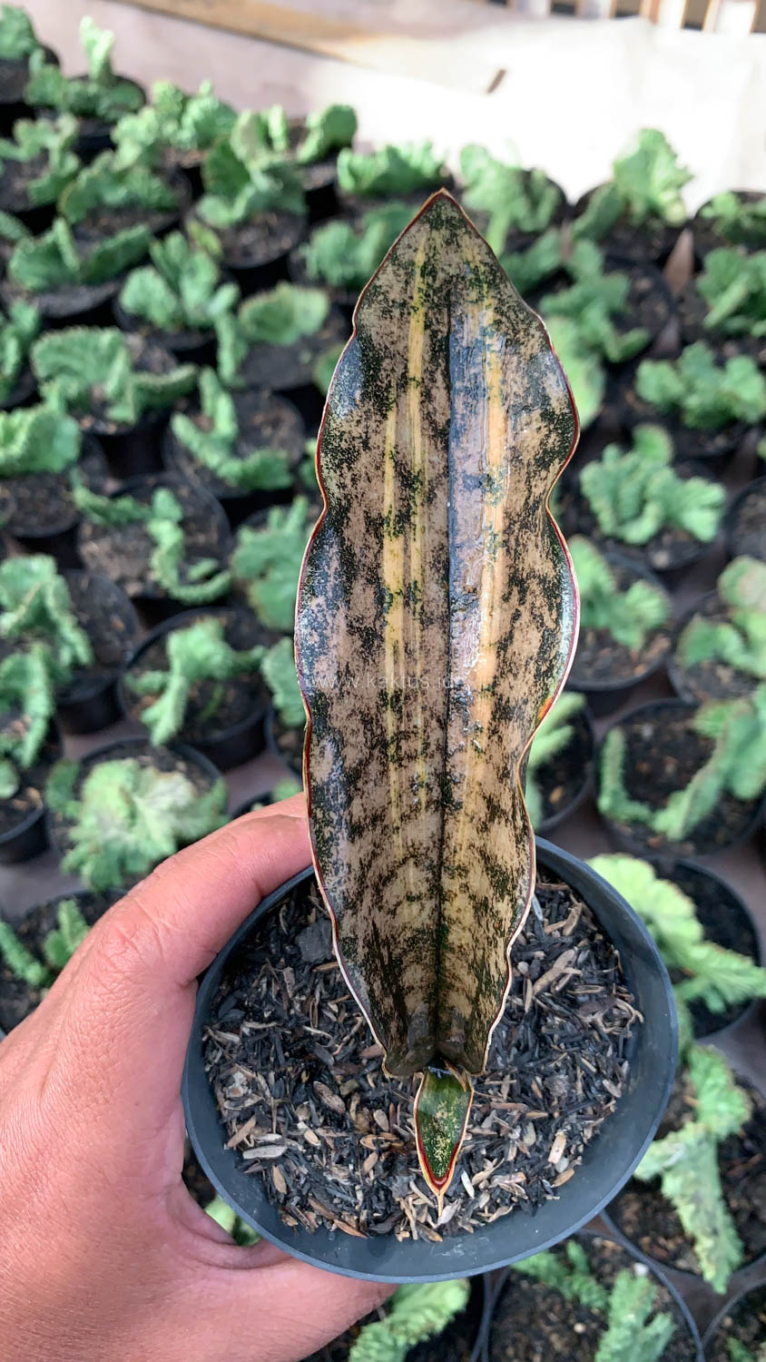 1038. Sansevieria Kirkii Variegated Pulchra Metalic Silver 1 Leaf - Image 2