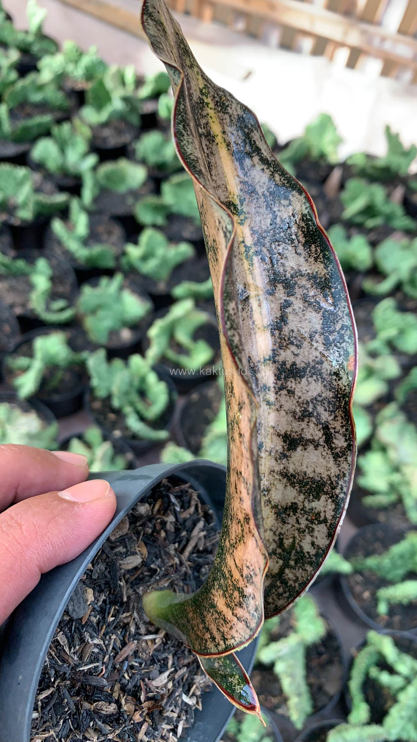 1038. Sansevieria Kirkii Variegated Pulchra Metalic Silver 1 Leaf - Image 14