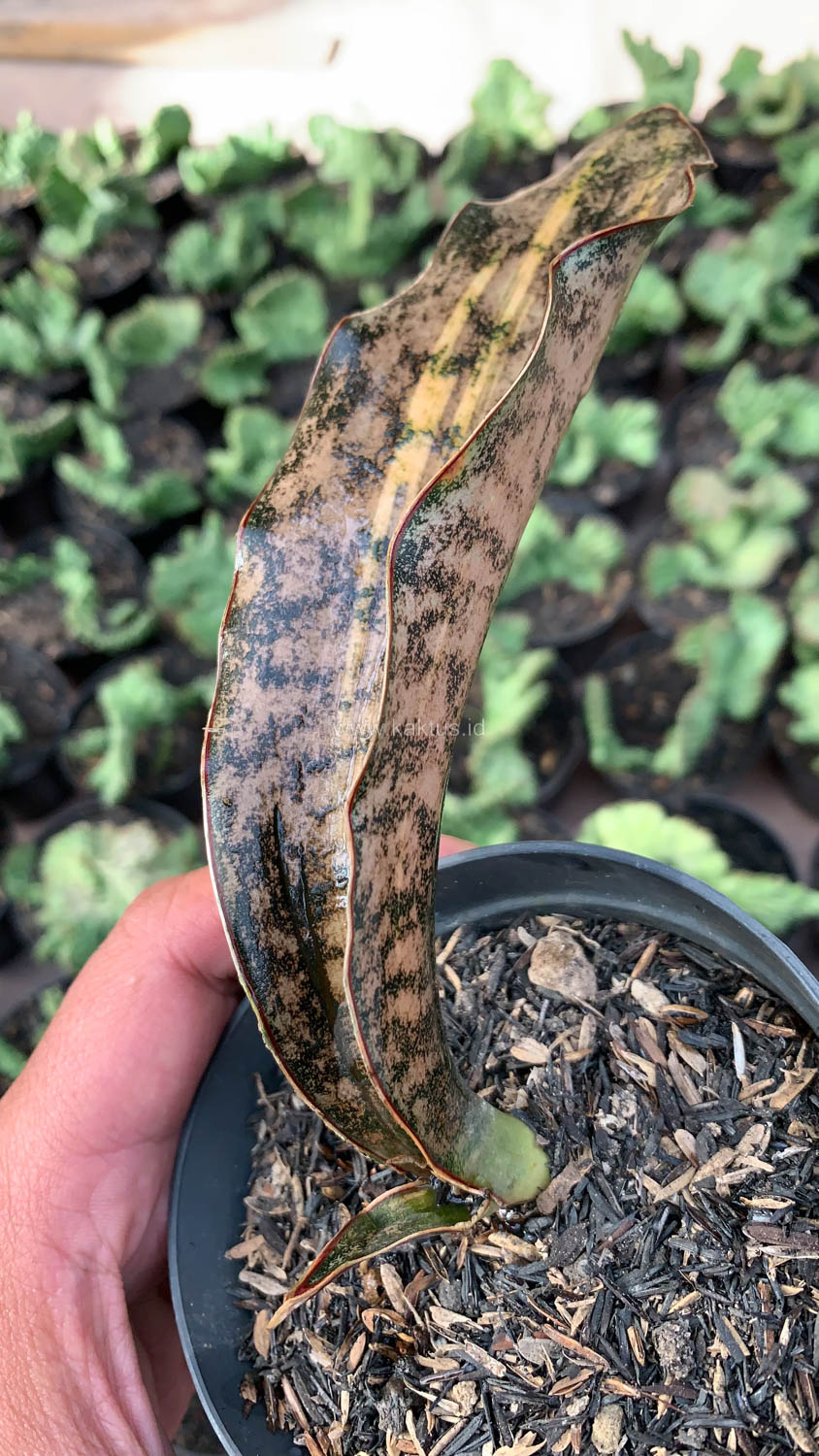 1038. Sansevieria Kirkii Variegated Pulchra Metalic Silver 1 Leaf - Image 15