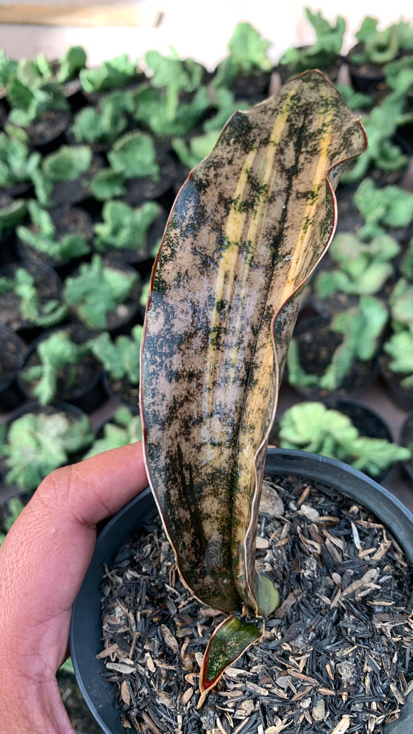 1038. Sansevieria Kirkii Variegated Pulchra Metalic Silver 1 Leaf - Image 16