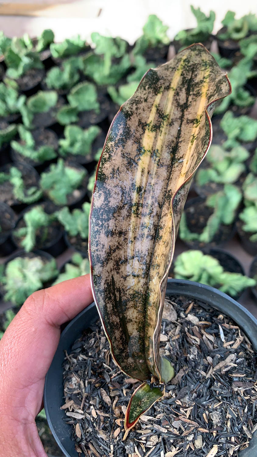 1038. Sansevieria Kirkii Variegated Pulchra Metalic Silver 1 Leaf - Image 17