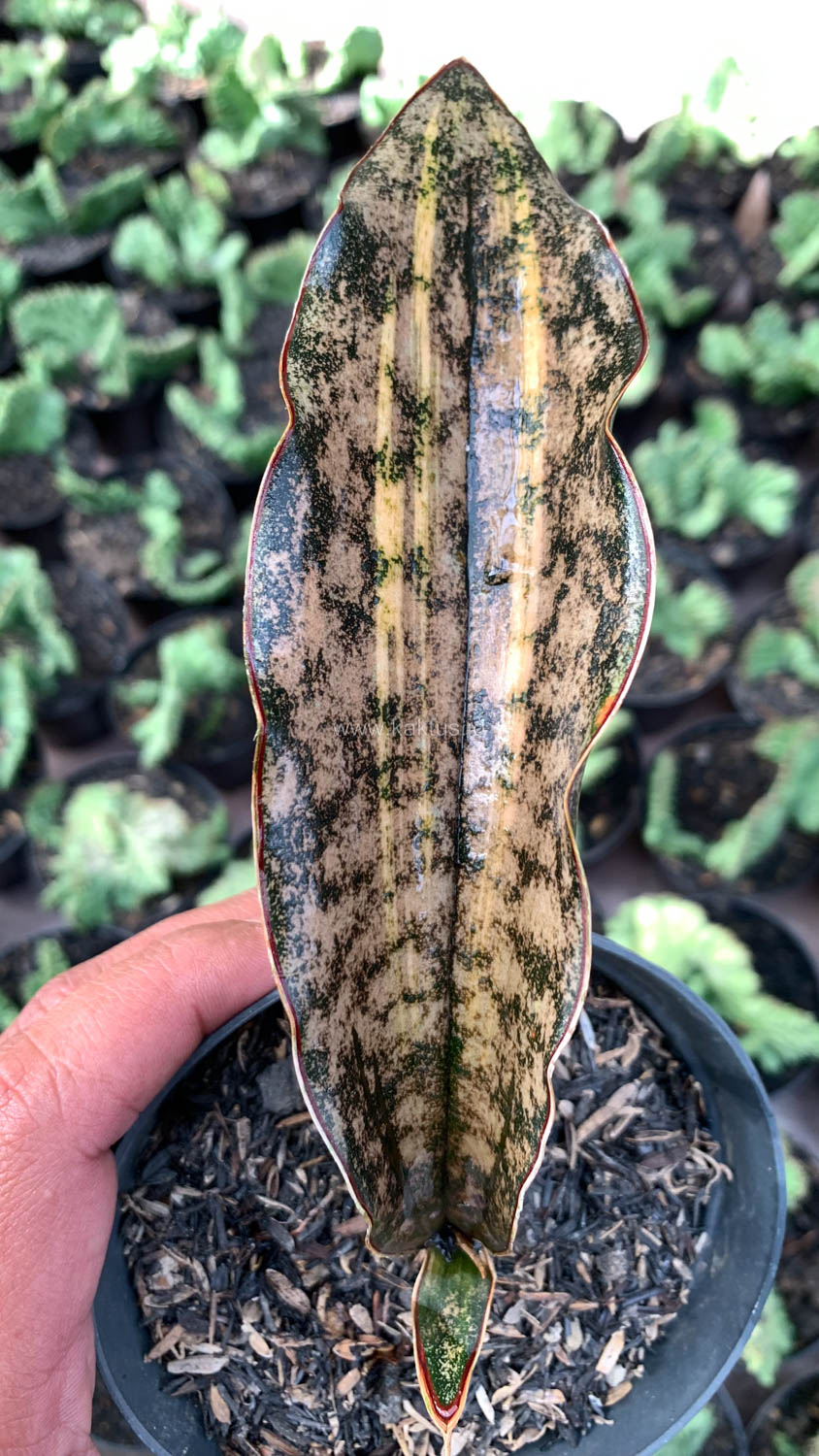 1038. Sansevieria Kirkii Variegated Pulchra Metalic Silver 1 Leaf - Image 19