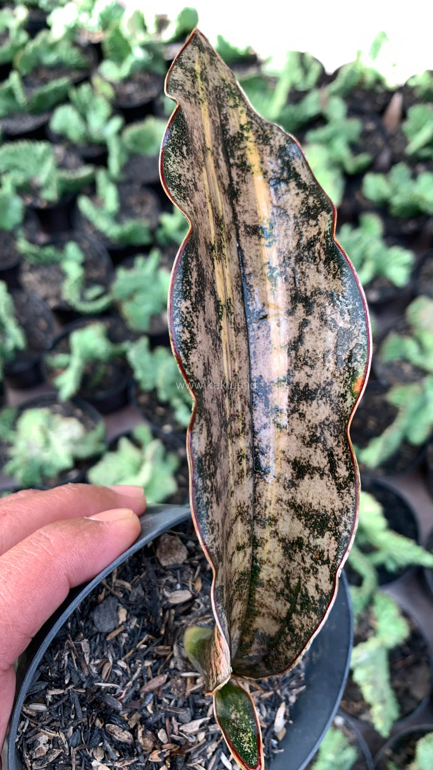 1038. Sansevieria Kirkii Variegated Pulchra Metalic Silver 1 Leaf - Image 21