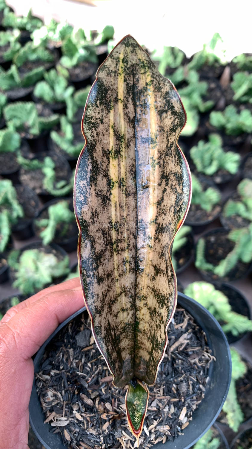 1038. Sansevieria Kirkii Variegated Pulchra Metalic Silver 1 Leaf - Image 22