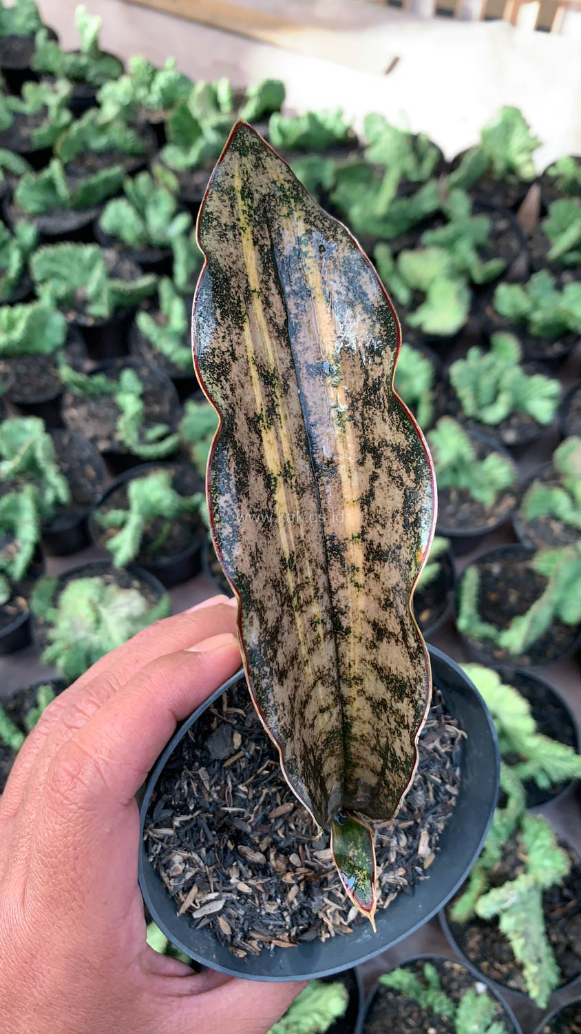 1038. Sansevieria Kirkii Variegated Pulchra Metalic Silver 1 Leaf - Image 4