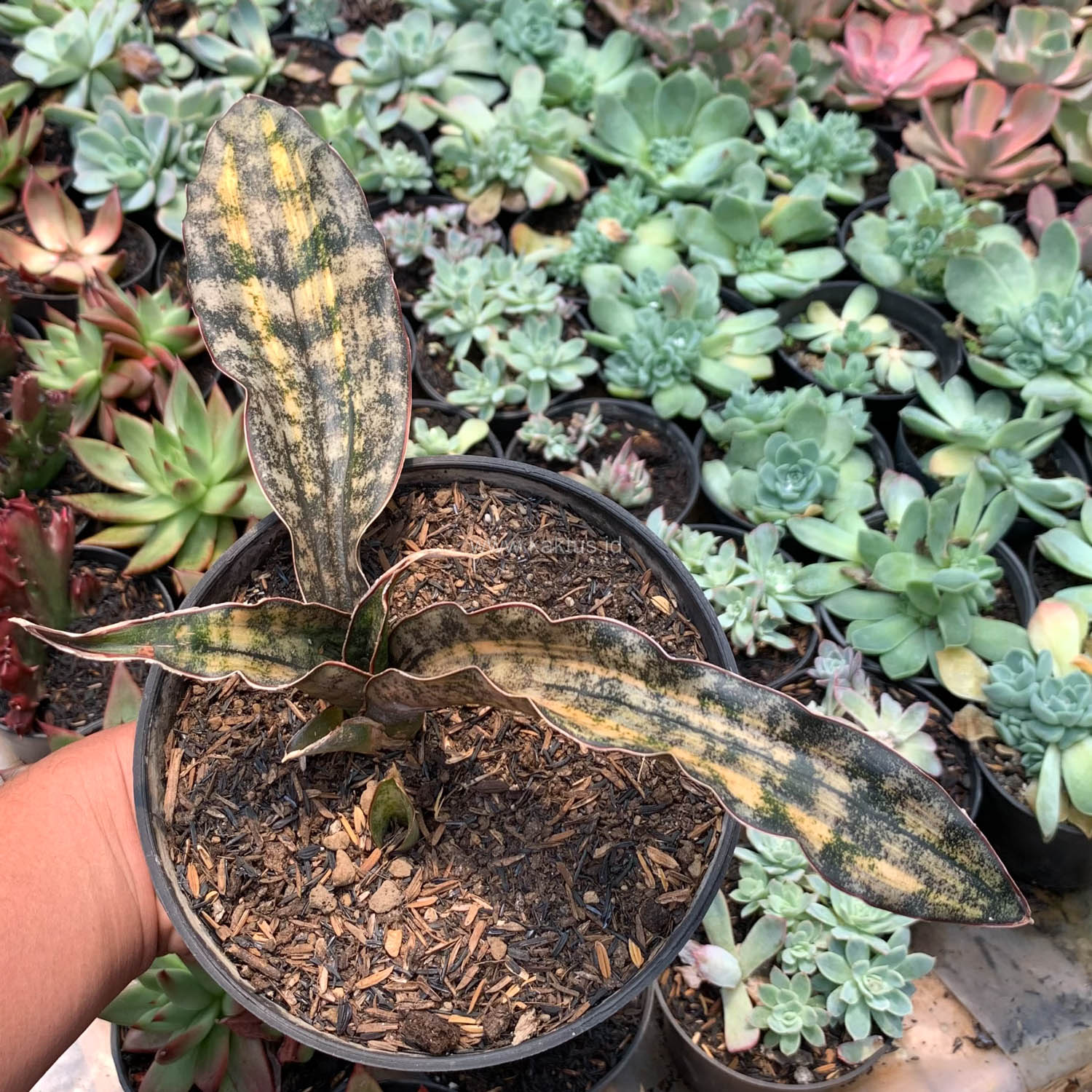 1038. Sansevieria Kirkii Variegated Pulchra Metalic Silver 1 Leaf - Image 5