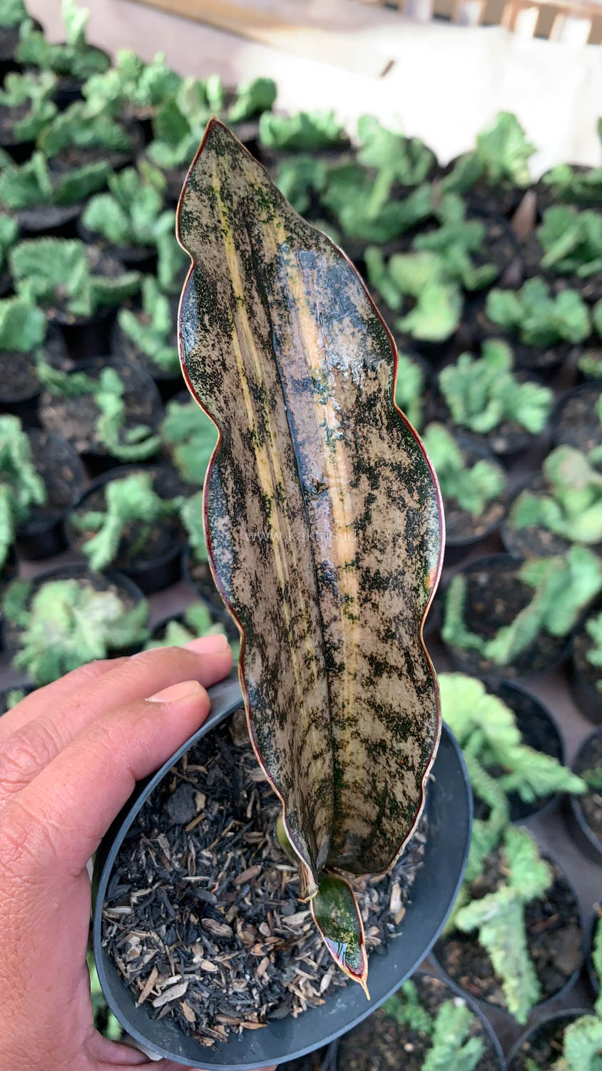 1038. Sansevieria Kirkii Variegated Pulchra Metalic Silver 1 Leaf - Image 6