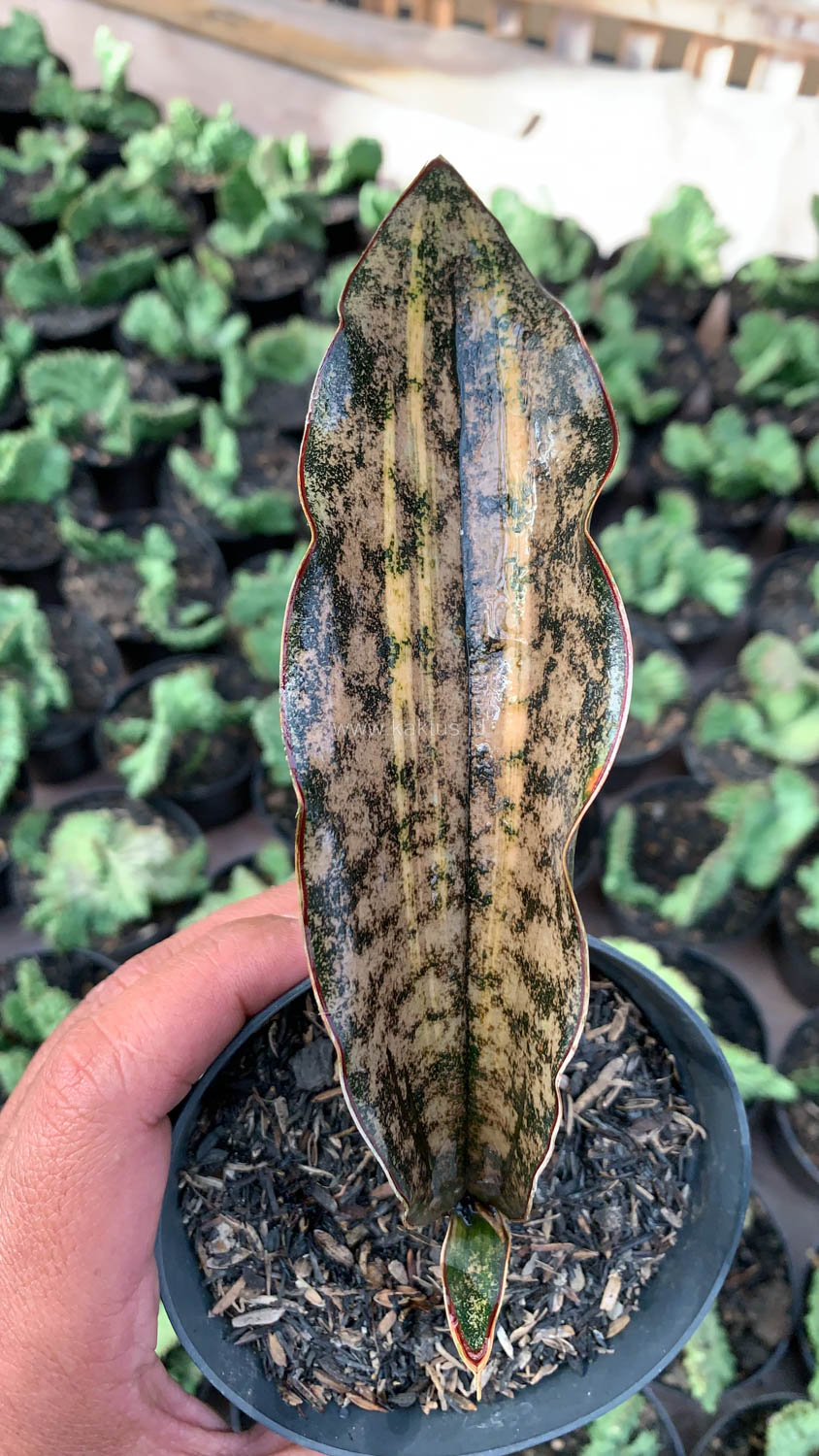 1038. Sansevieria Kirkii Variegated Pulchra Metalic Silver 1 Leaf - Image 8