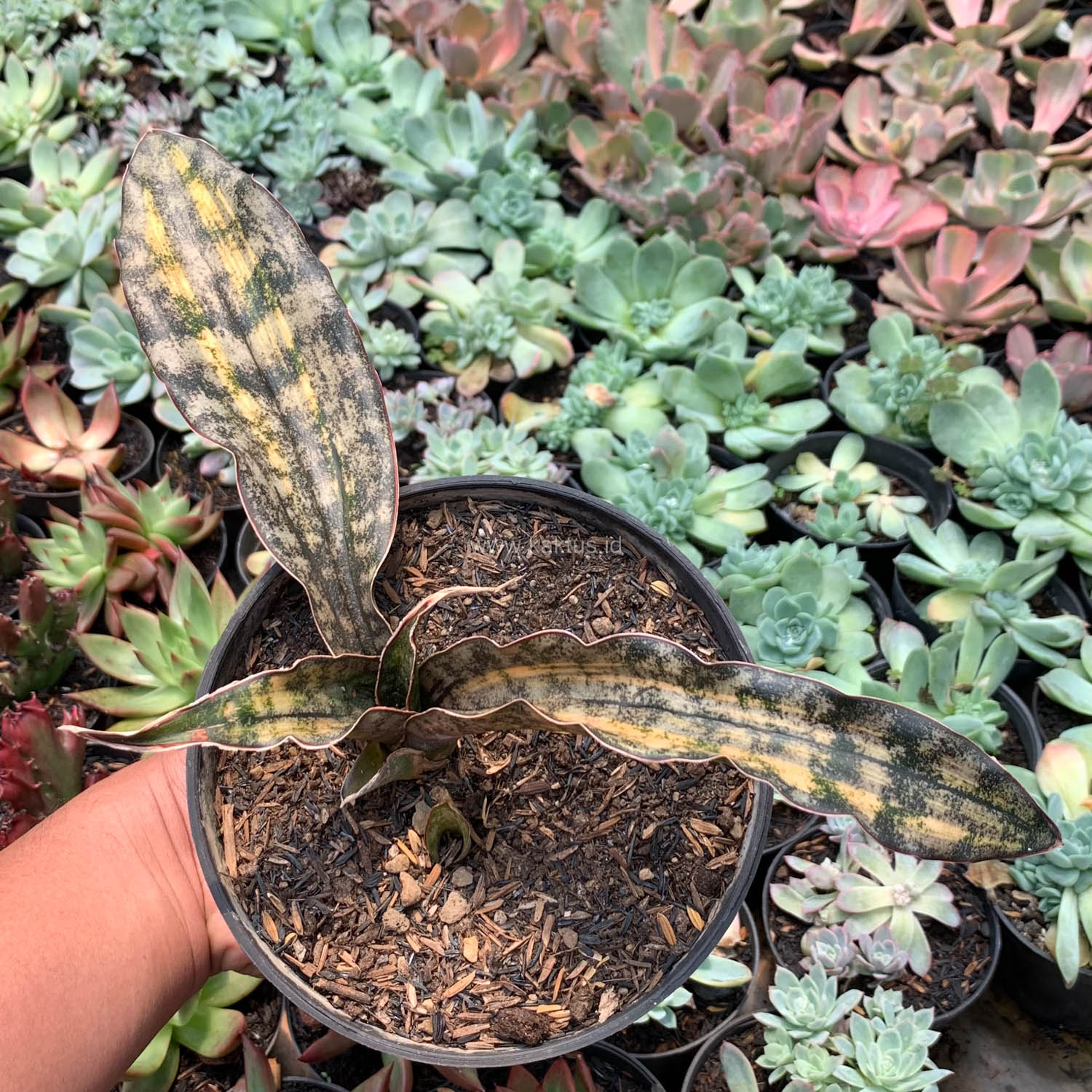 1038. Sansevieria Kirkii Variegated Pulchra Metalic Silver 1 Leaf - Image 20