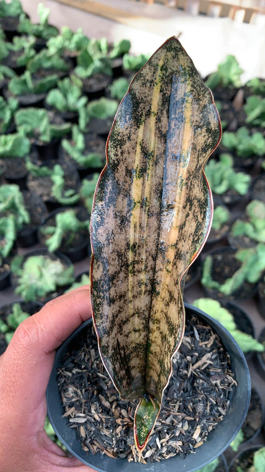 1038. Sansevieria Kirkii Variegated Pulchra Metalic Silver 1 Leaf - Image 10
