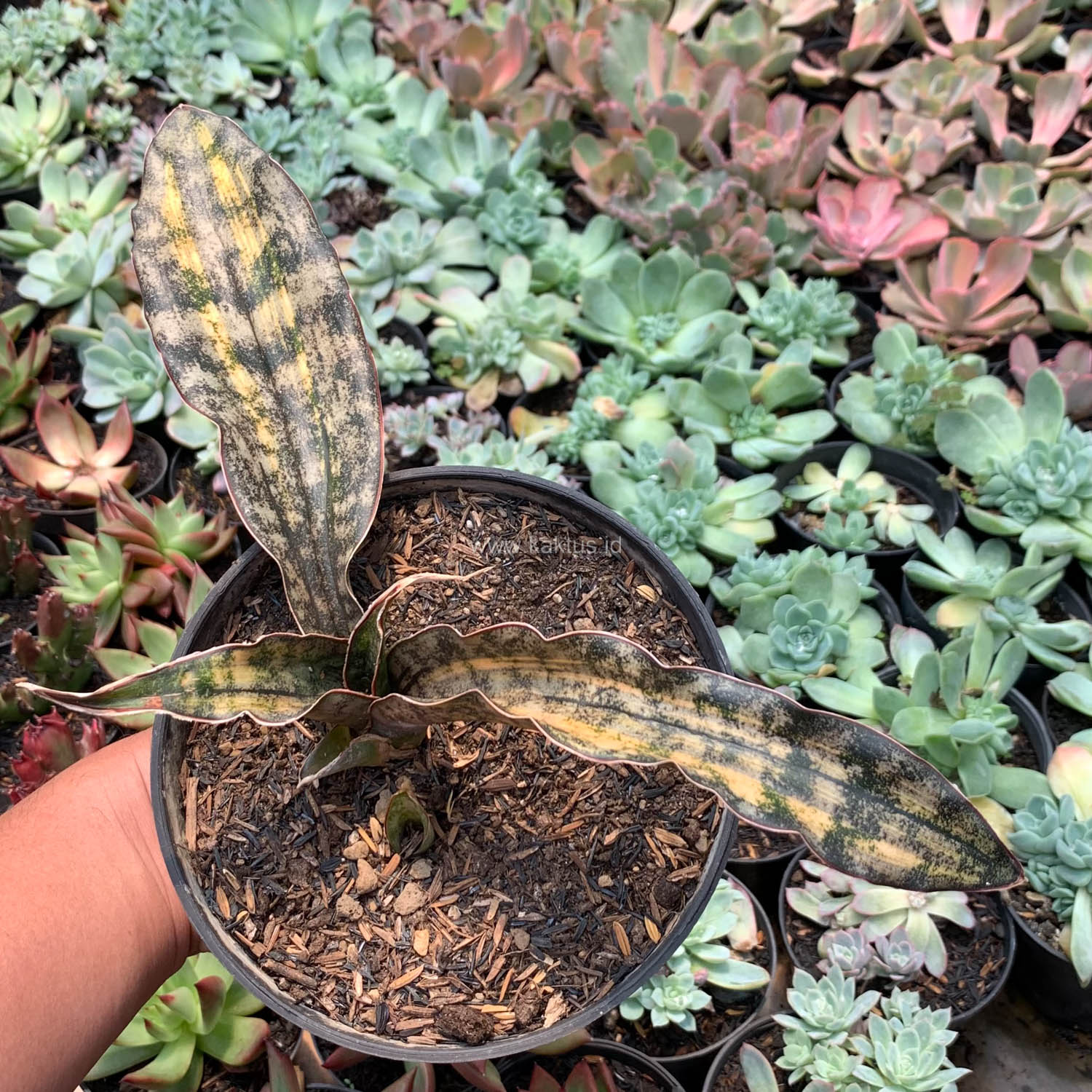 1038. Sansevieria Kirkii Variegated Pulchra Metalic Silver 1 Leaf - Image 7
