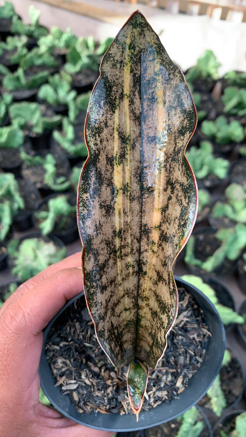 1038. Sansevieria Kirkii Variegated Pulchra Metalic Silver 1 Leaf - Image 11