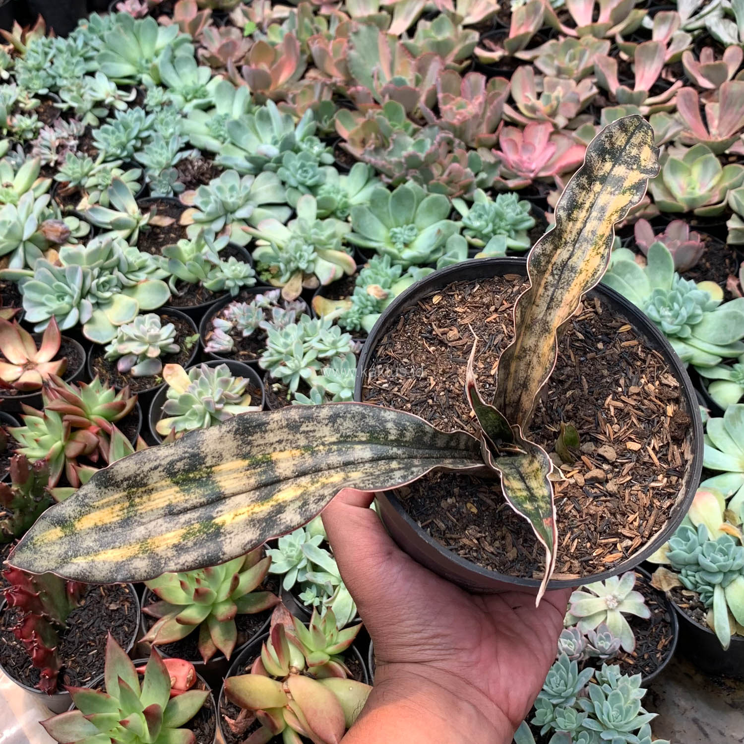 1038. Sansevieria Kirkii Variegated Pulchra Metalic Silver 1 Leaf - Image 9