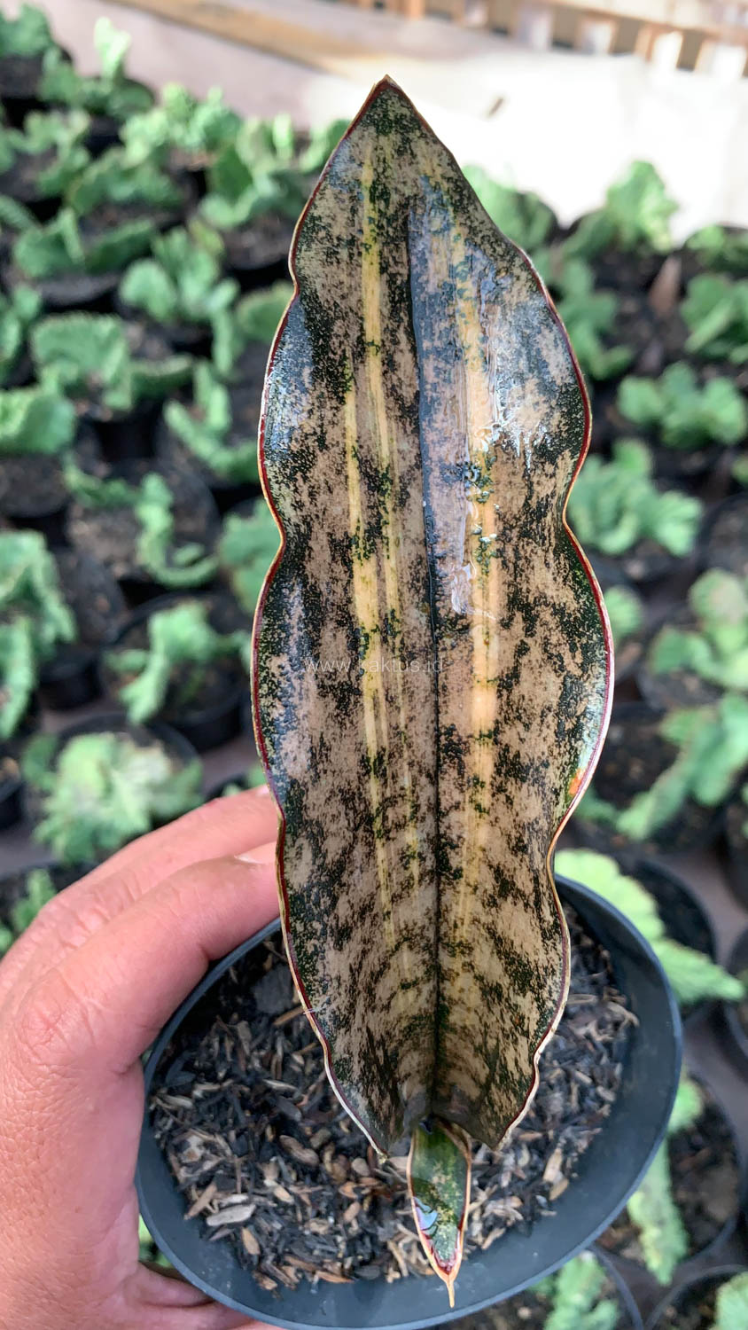 1038. Sansevieria Kirkii Variegated Pulchra Metalic Silver 1 Leaf - Image 12