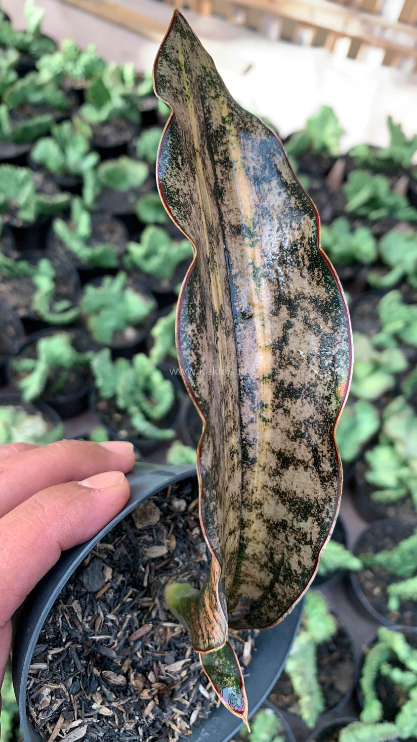 1038. Sansevieria Kirkii Variegated Pulchra Metalic Silver 1 Leaf - Image 13