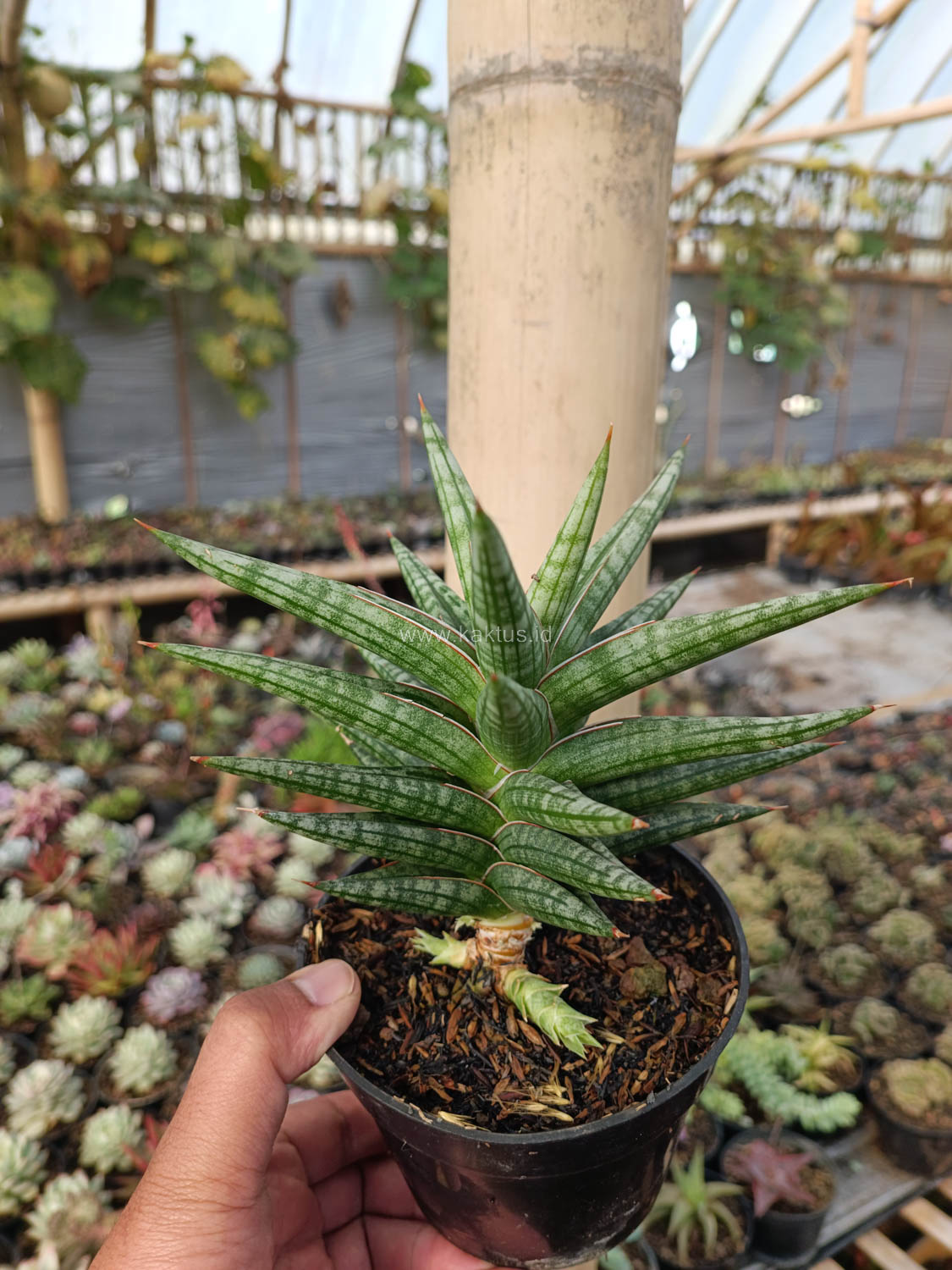 1040. Sansevieria Star Balii - Image 10