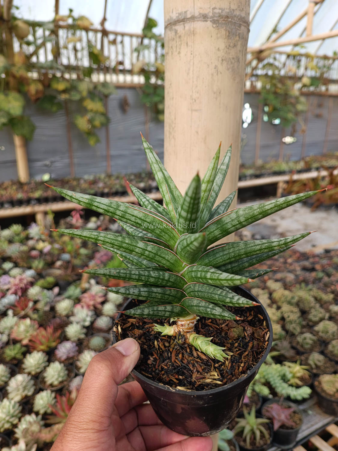 1040. Sansevieria Star Balii - Image 11