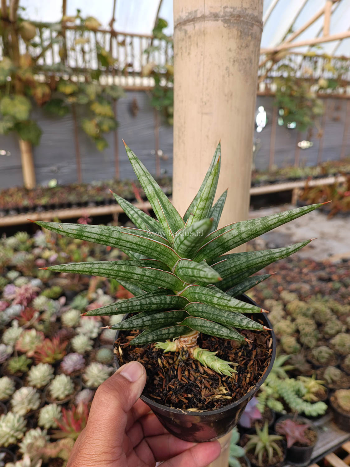 1040. Sansevieria Star Balii - Image 12