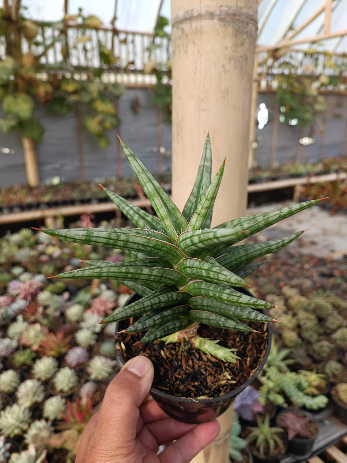 1040. Sansevieria Star Balii - Image 13