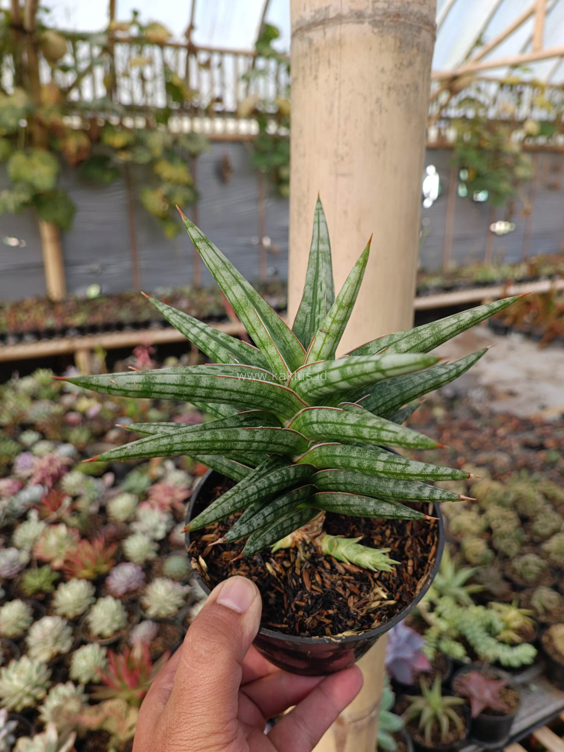 1040. Sansevieria Star Balii - Image 14