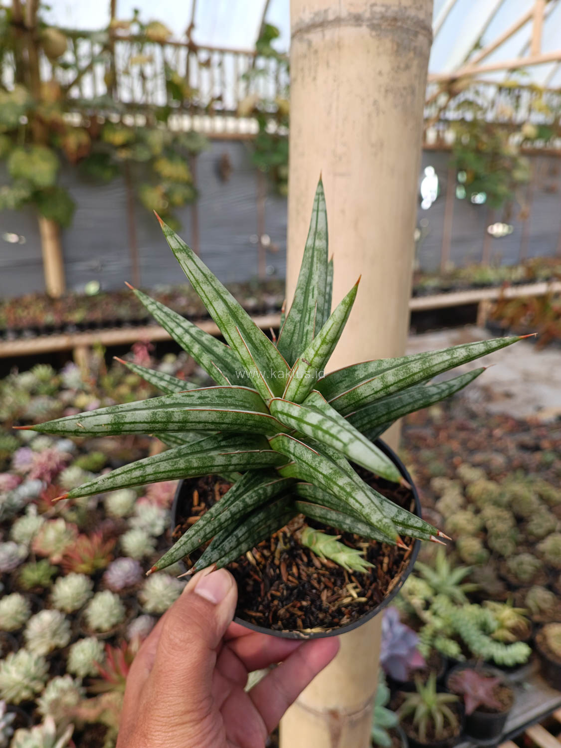 1040. Sansevieria Star Balii - Image 15