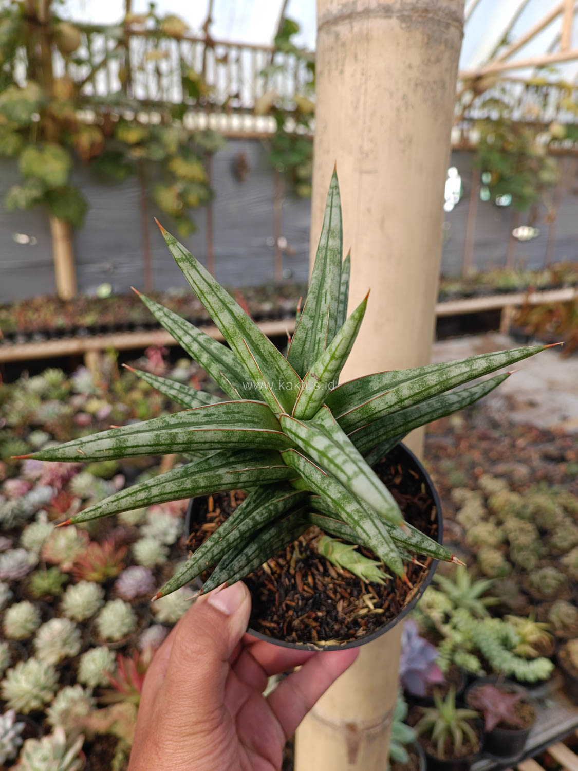1040. Sansevieria Star Balii - Image 16