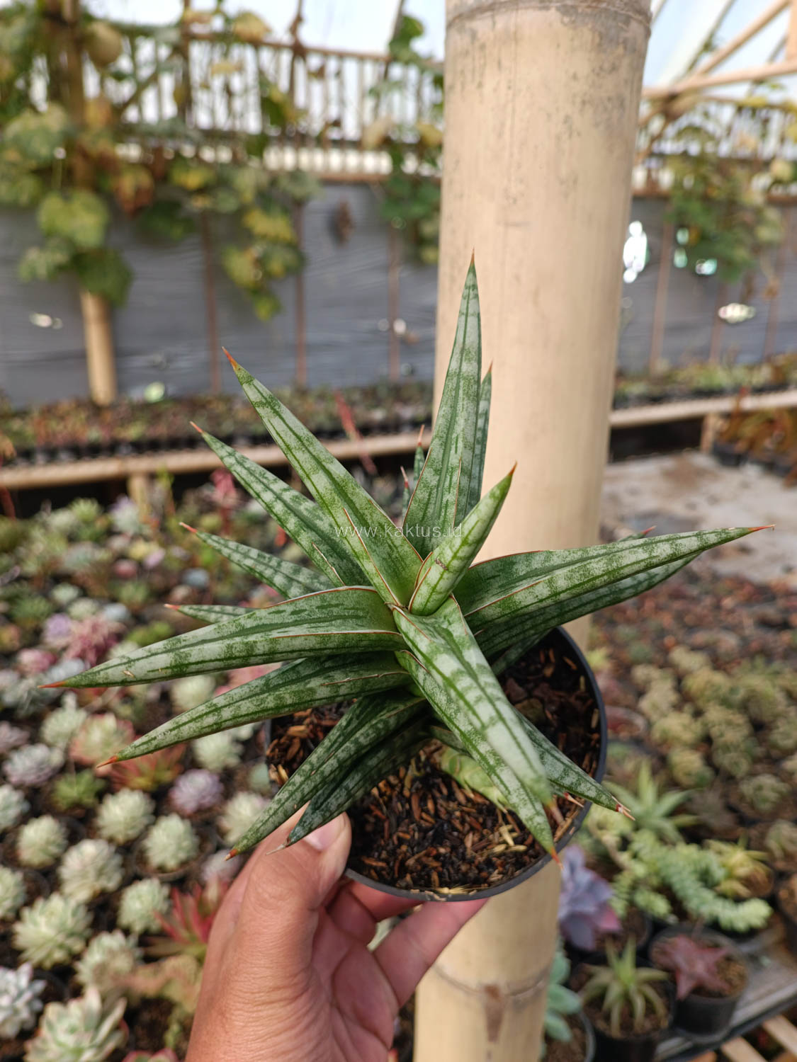 1040. Sansevieria Star Balii - Image 17
