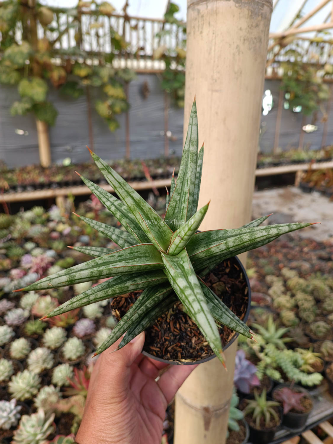 1040. Sansevieria Star Balii - Image 18