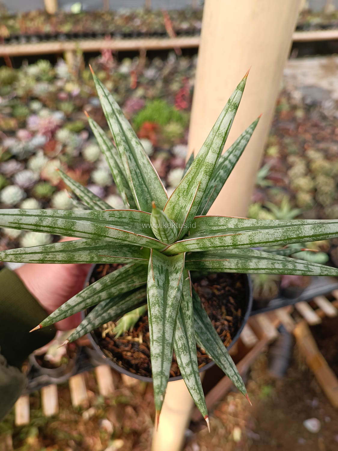 1040. Sansevieria Star Balii - Image 19