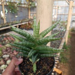 Alternative view of 1040. Sansevieria Star Balii