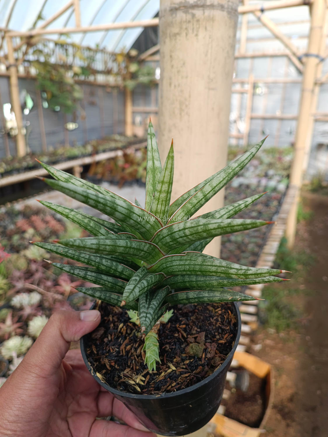 1040. Sansevieria Star Balii - Image 2