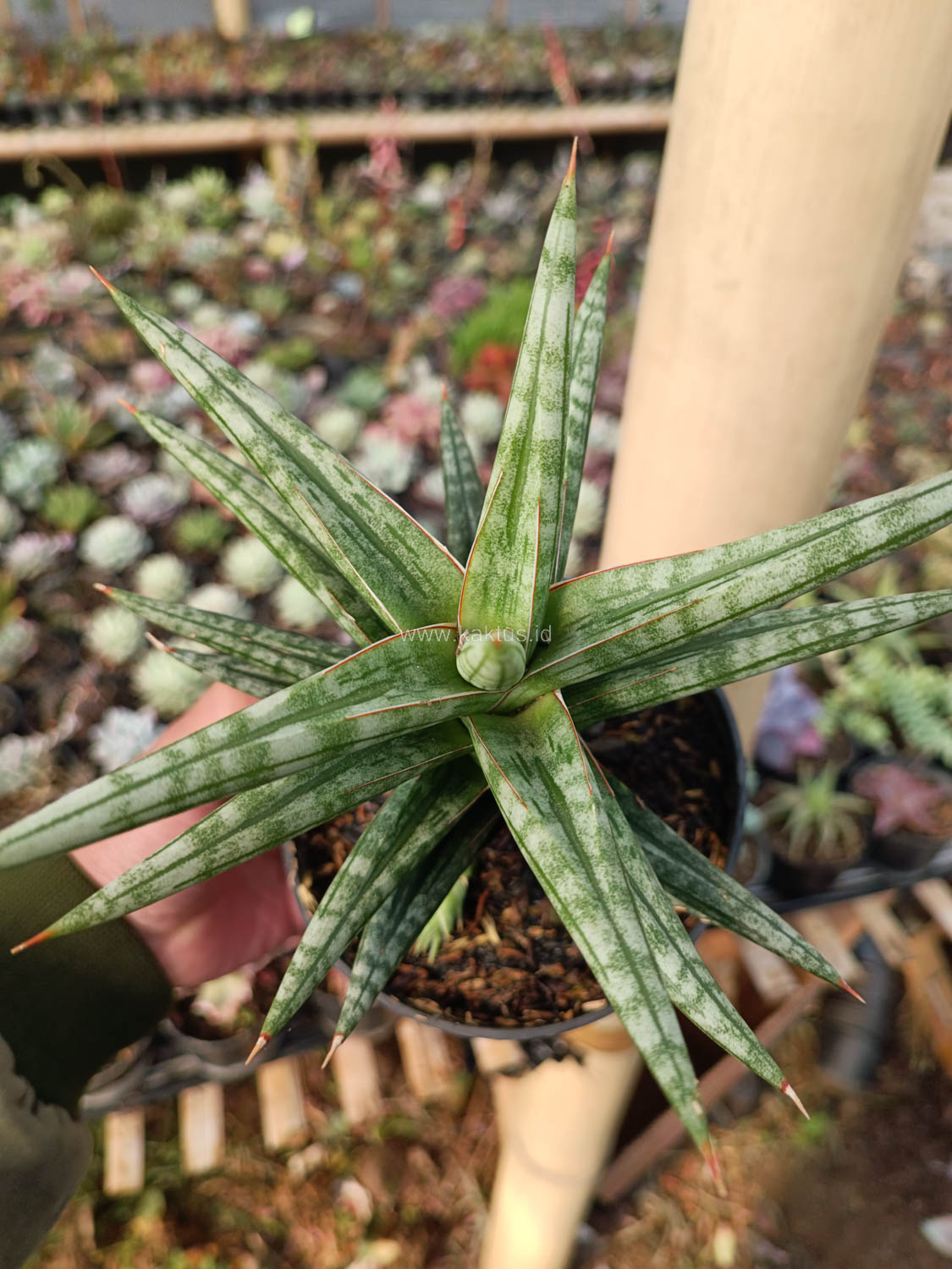1040. Sansevieria Star Balii - Image 20