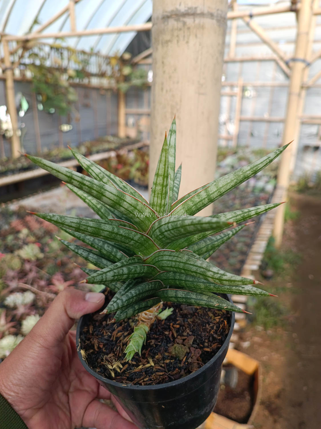 1040. Sansevieria Star Balii - Image 3