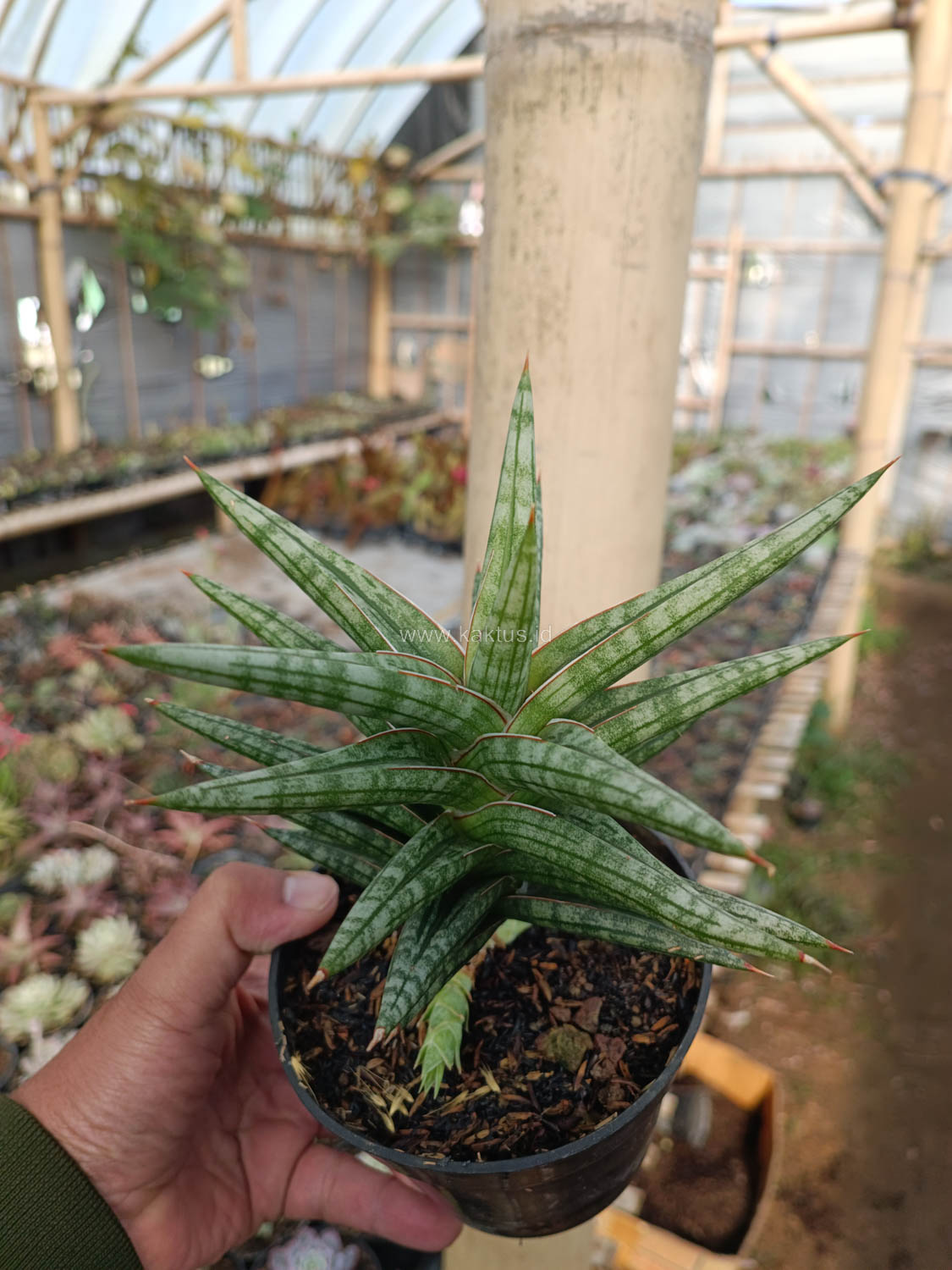 1040. Sansevieria Star Balii - Image 4