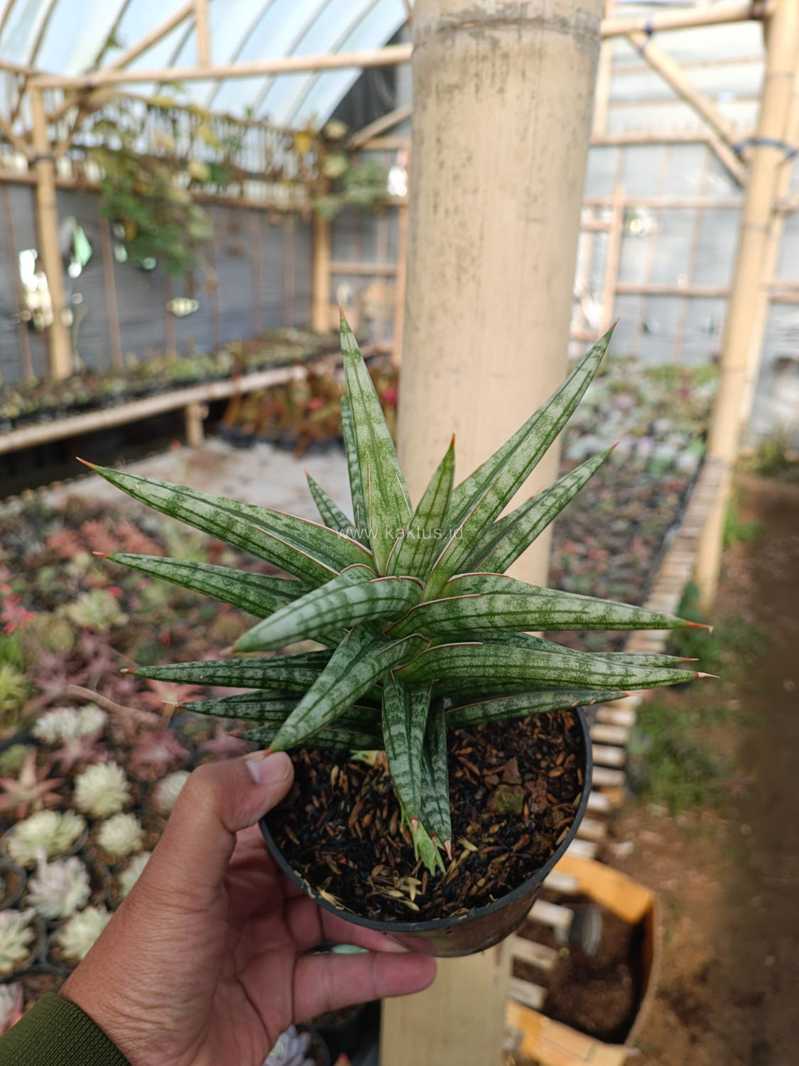 1040. Sansevieria Star Balii - Image 5