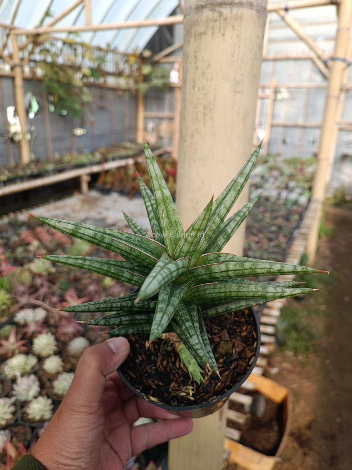 1040. Sansevieria Star Balii - Image 6