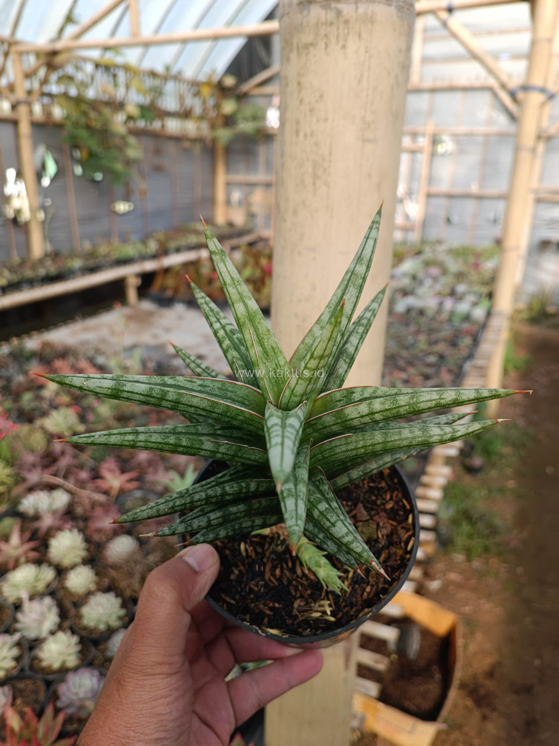 1040. Sansevieria Star Balii - Image 7