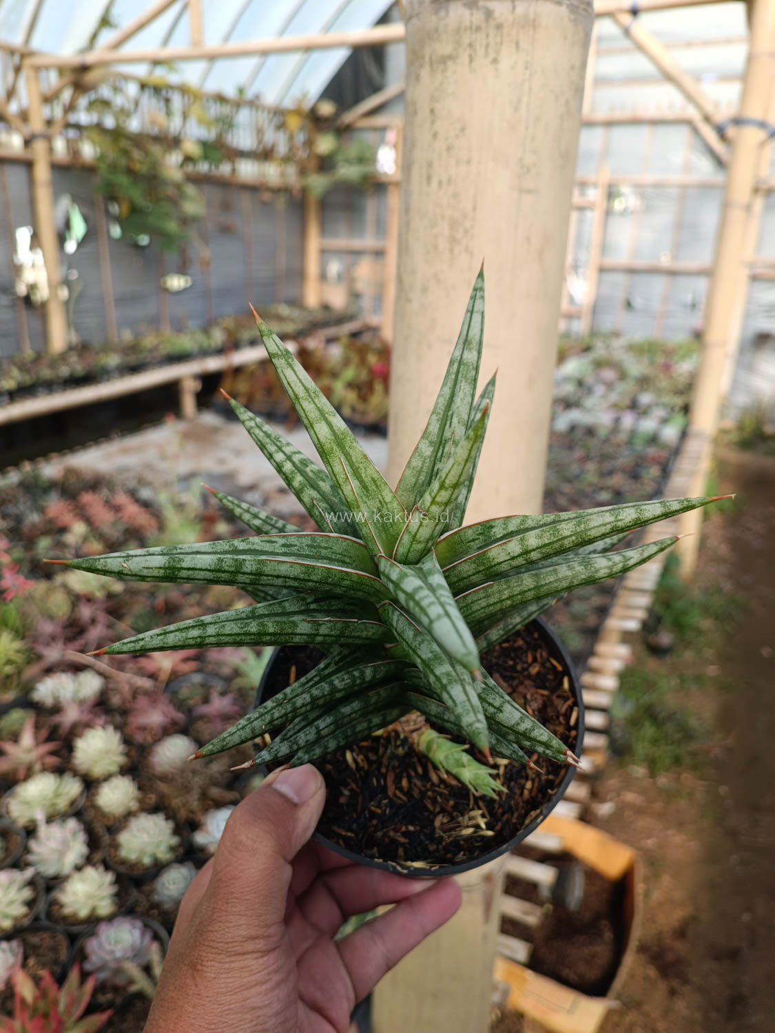 1040. Sansevieria Star Balii - Image 8
