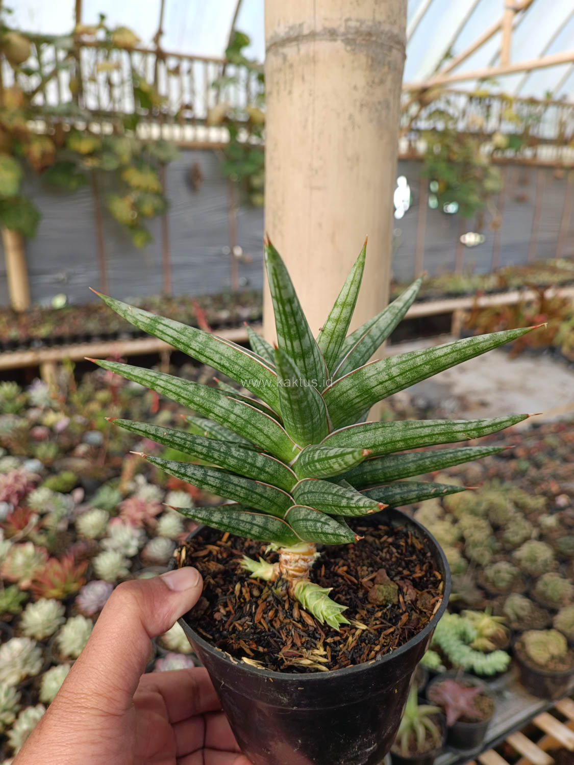 1040. Sansevieria Star Balii - Image 9