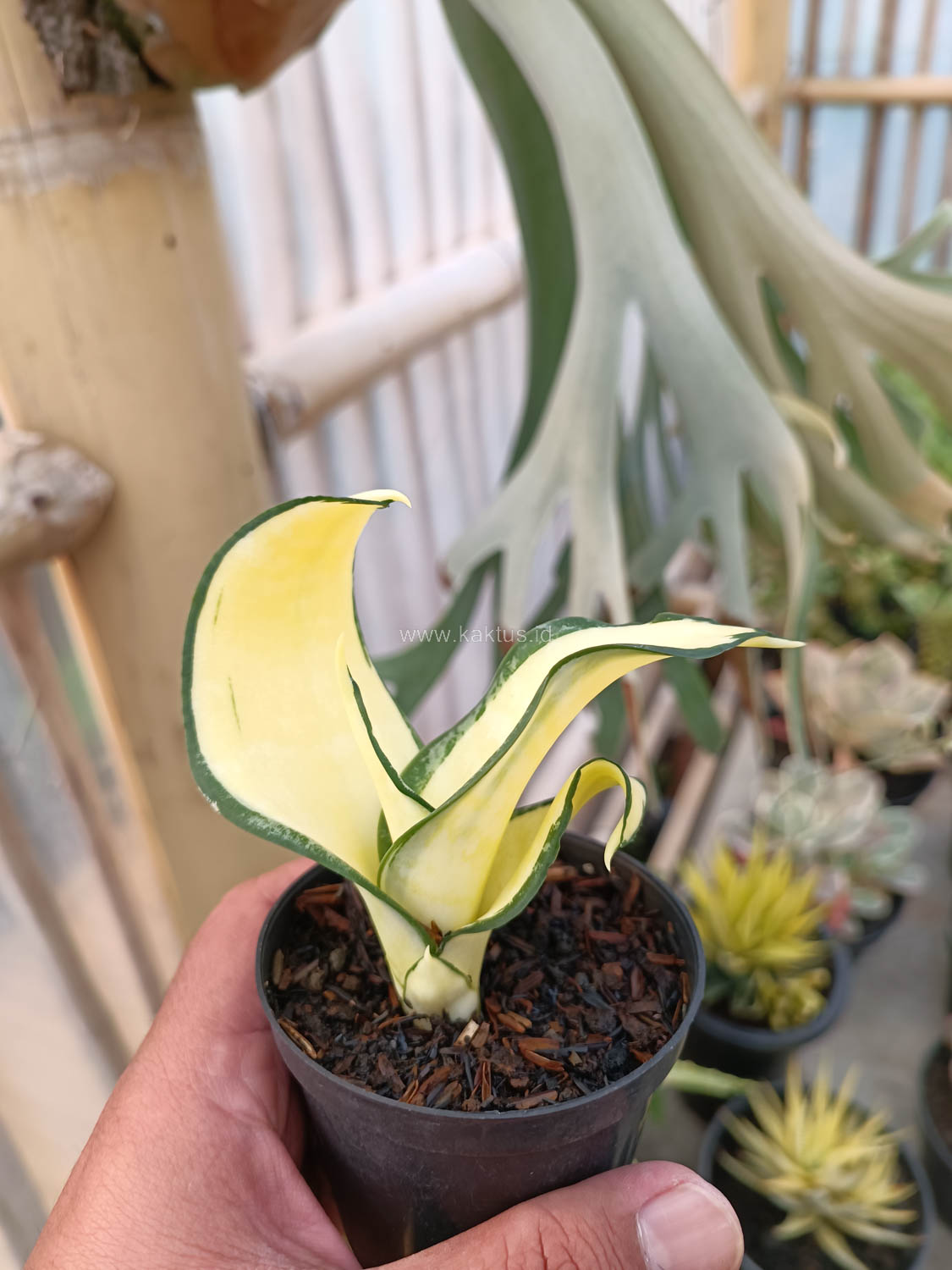 1042. Sansevieria Golden Wendy Mutation - Image 5