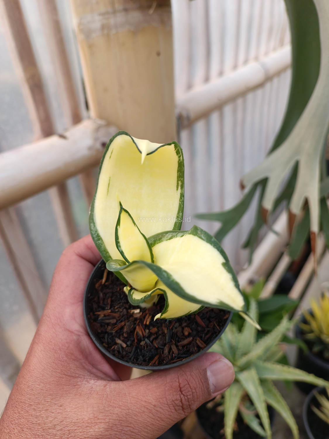 1042. Sansevieria Golden Wendy Mutation - Image 7