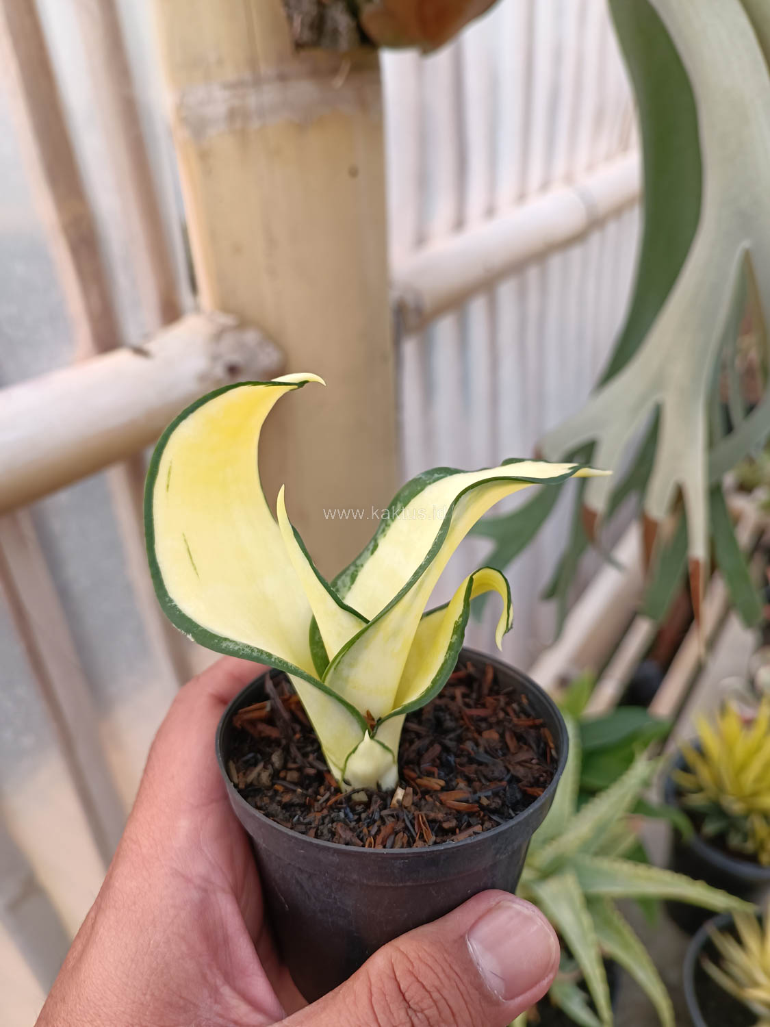 1042. Sansevieria Golden Wendy Mutation - Image 8