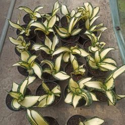 Alternative view of 1042. Sansevieria Golden Wendy Mutation
