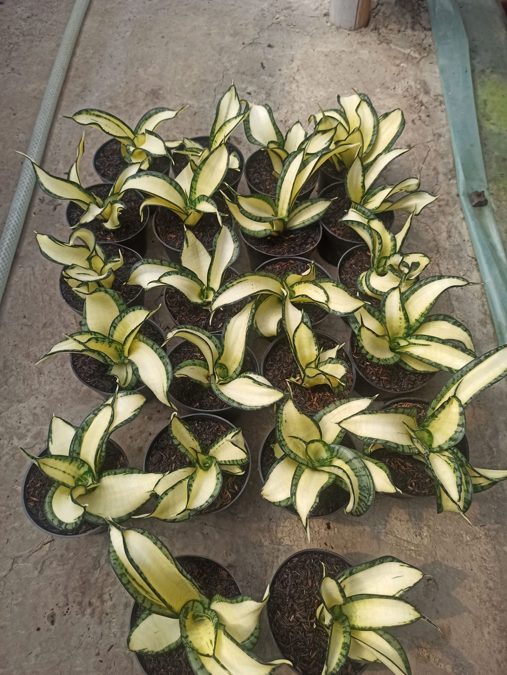 1042. Sansevieria Golden Wendy Mutation - Image 2