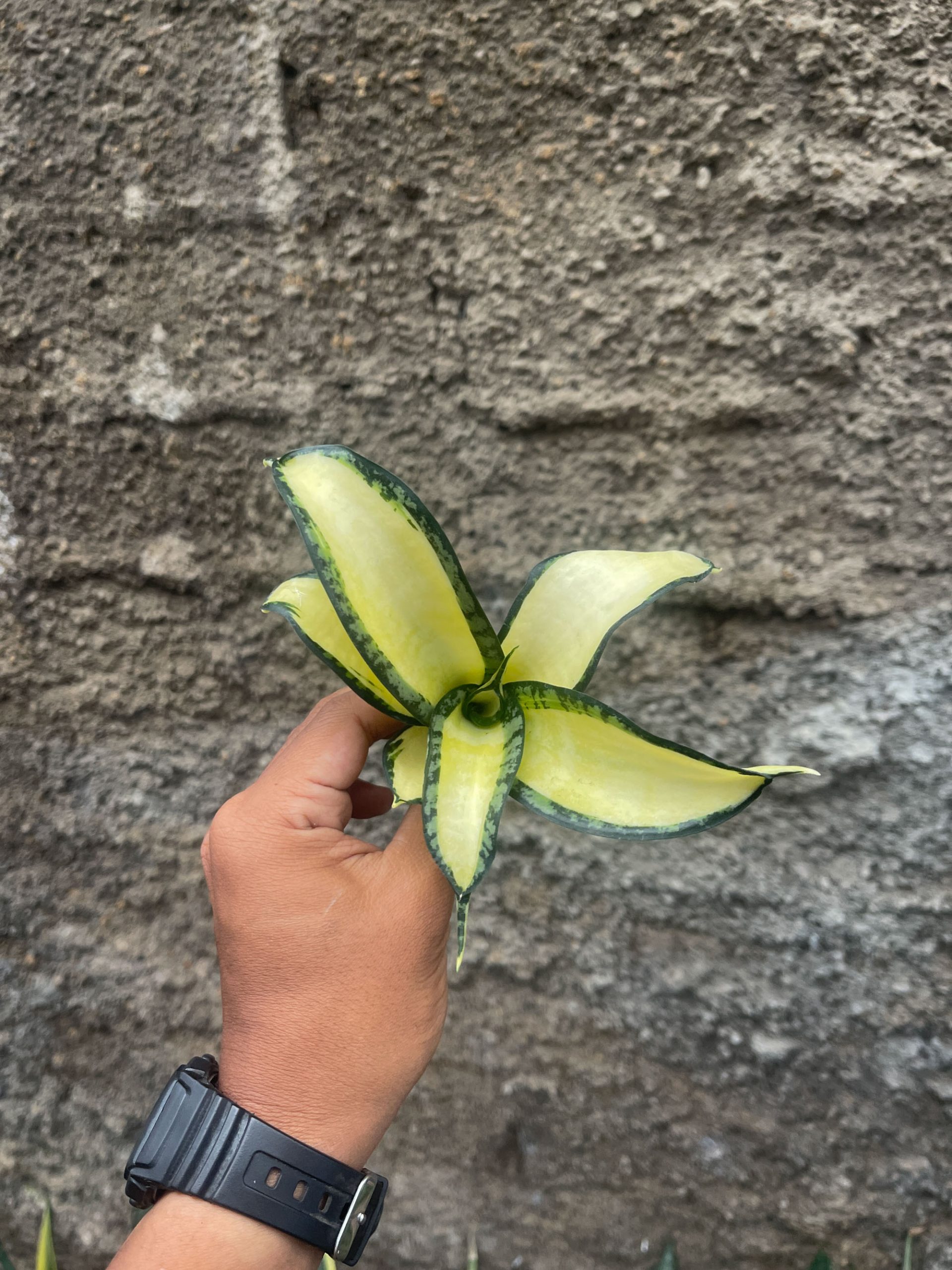 1042. Sansevieria Golden Wendy Mutation - Image 6