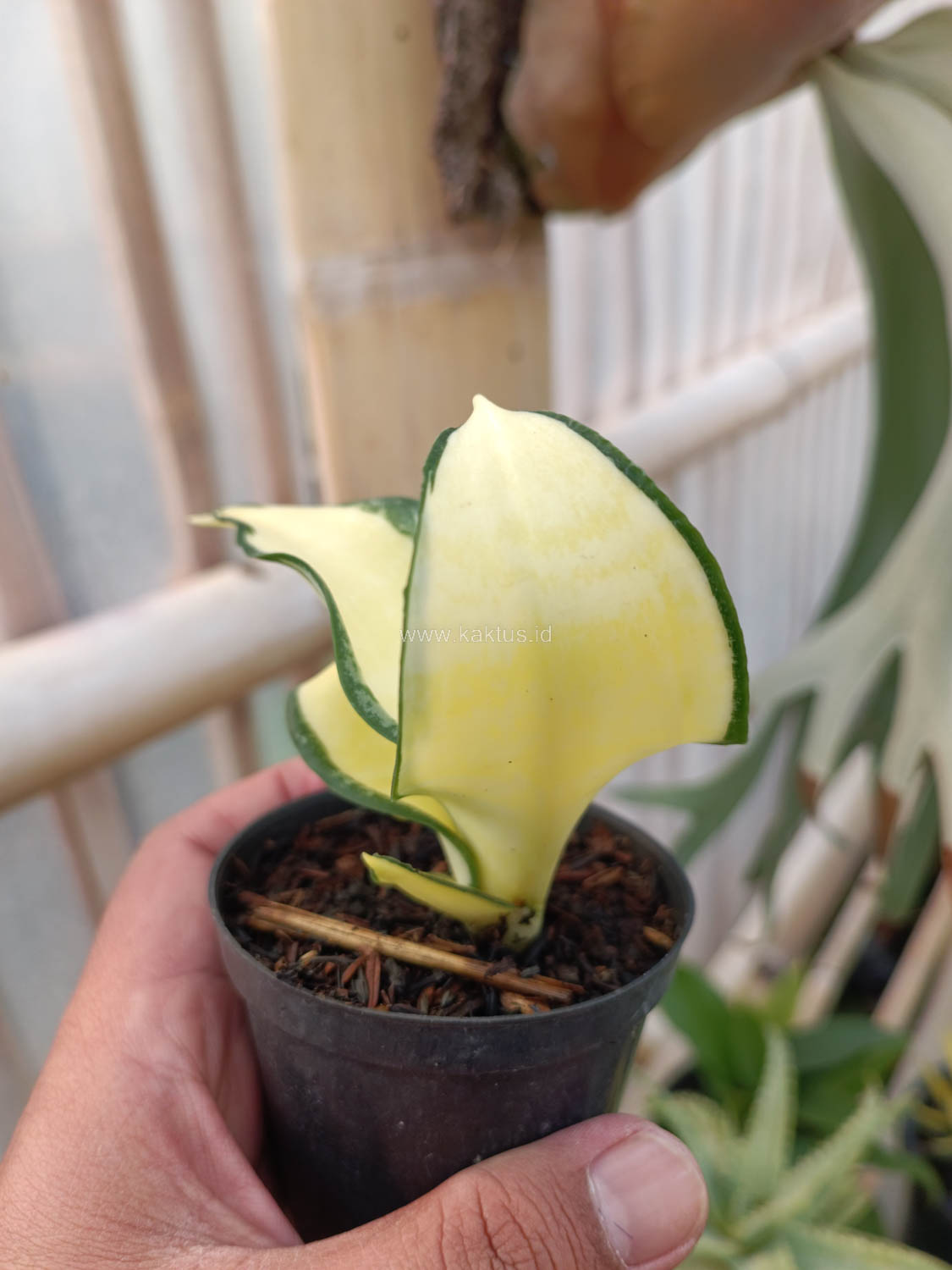 1042. Sansevieria Golden Wendy Mutation - Image 9